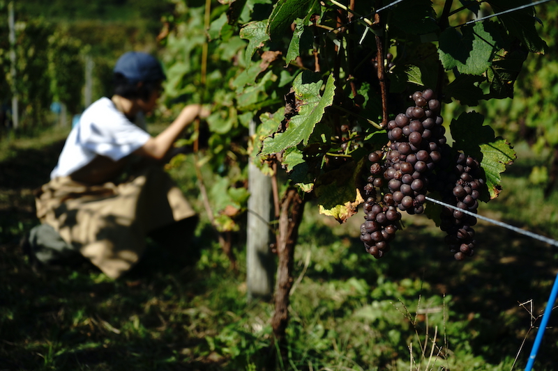 Winery Apronで葡萄の収穫